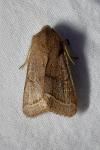 Orthosia cerasi