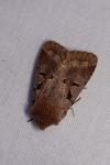 Orthosia gothica