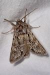 Xylocampa areola