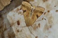 Heliothis peltigera