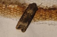Agrotis ipsilon