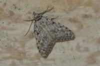 Nola cicatricalis