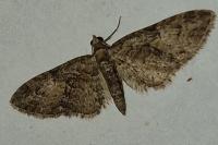 Eupithecia abbreviata