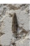 Nomophila noctuella