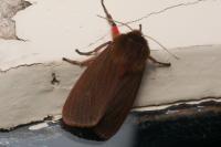 Phragmatobia fuliginosa