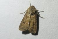 Agrotis segetum
