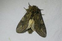 Peridea anceps