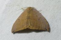 Watsonalla uncinula