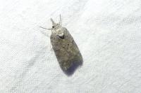 Nycteola columbana
