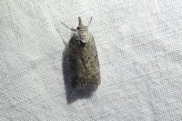 Nycteola columbana