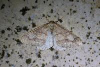 Phigaliohybernia marginaria