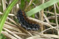 Spiris striata