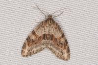 Trichopteryx polycommata