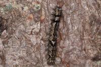 Dendrolimus pini pini