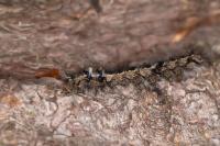Dendrolimus pini pini