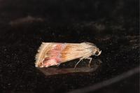 Eublemma ostrina