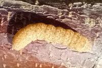 Noctua fimbriata