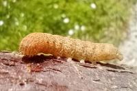 Noctua fimbriata