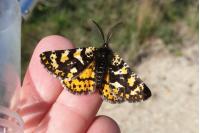 Eurranthis plummistaria