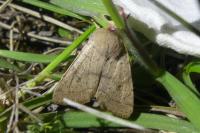 Orthosia cerasi