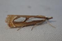 Catoptria mytilella