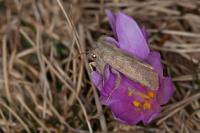 Autophila hirsuta