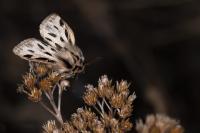 Ocnogyna parasita