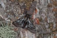 Lycia isabellae