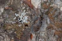 Lycia isabellae