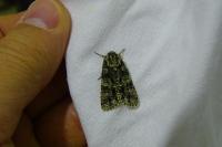 Acronicta rumicis