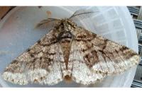 Lycia hirtaria