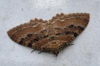 Rheumaptera cervinalis cervinalis