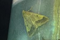 Maradana fuscolimbalis
