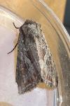 Lacanobia blenna