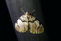 Anticlea derivata