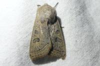 Orthosia gracilis