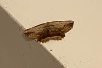 Menophra abruptaria