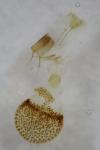 Eupithecia orphnata