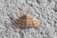 Idaea circuitaria