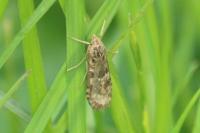 Nomophila noctuella