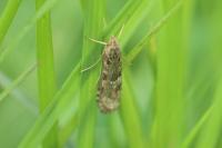 Nomophila noctuella