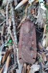 Noctua pronuba