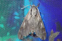 Hyloicus pinastri