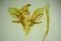 Hyloicus pinastri