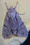 Acronicta psi
