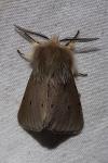 Diaphora mendica