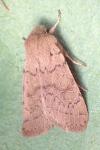 Orthosia cerasi