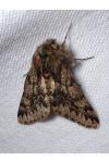 Apocheima hispidaria