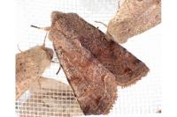 Orthosia incerta