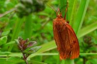 Diacrisia sannio